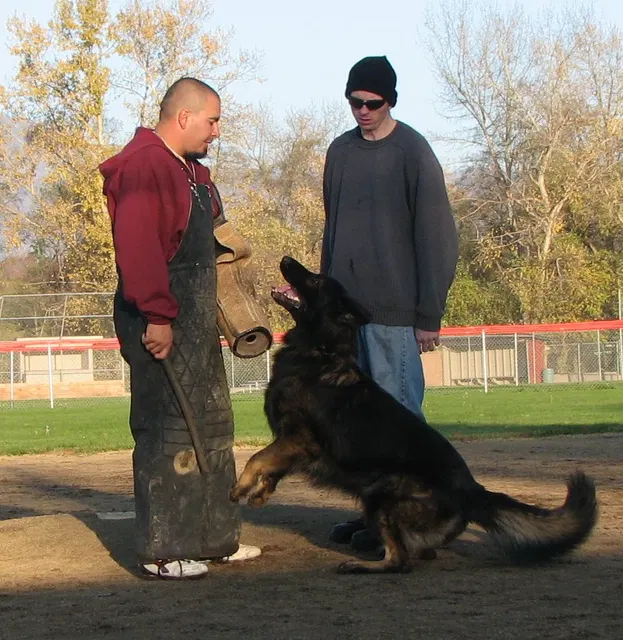 José Lopez Schutzhund Seminar — November 2008 — working-dog seminar photo 042