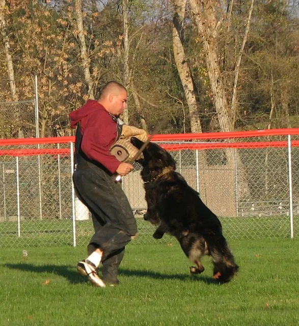 José Lopez Schutzhund Seminar — November 2008 — working-dog seminar photo 043