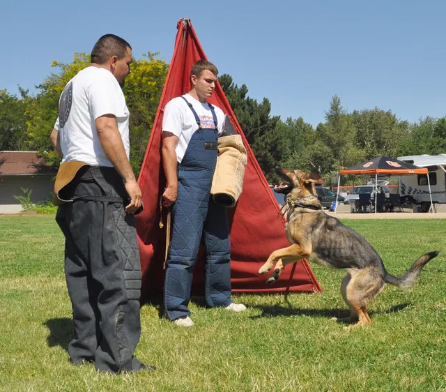 José Lopez Schutzhund Seminar — July 2009 — working-dog seminar photo 012