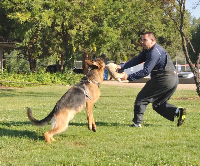 José Lopez Schutzhund Seminar — July 2009 — working-dog seminar photo 032