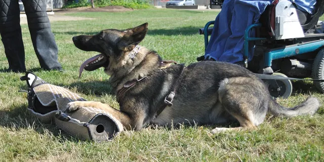 José Lopez Schutzhund Seminar — July 2009 — working-dog seminar photo 034