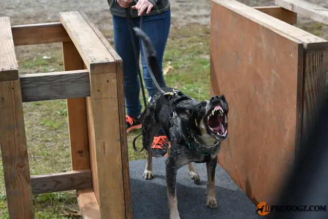 Kyle Krotter Schutzhund seminar on April 14, 2018 — a working dog barking behind a training barrier during foundation work — photo 06