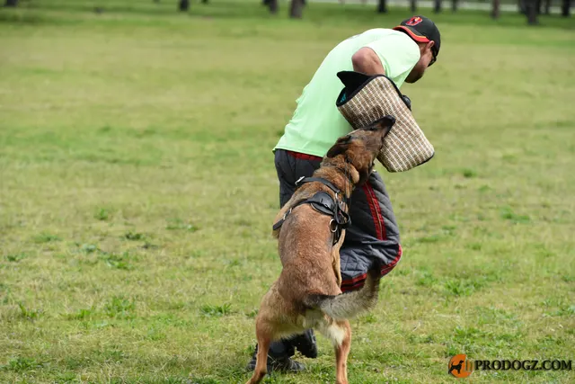 Kyle Krotter Schutzhund seminar on April 14, 2018 — grip development on the bite sleeve during helper work — photo 11