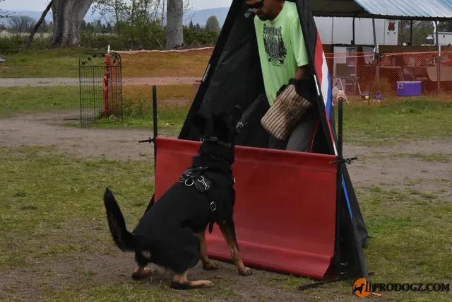 Kyle Krotter Schutzhund seminar on April 14, 2018 — a black working dog entering the blind during protection training — photo 25