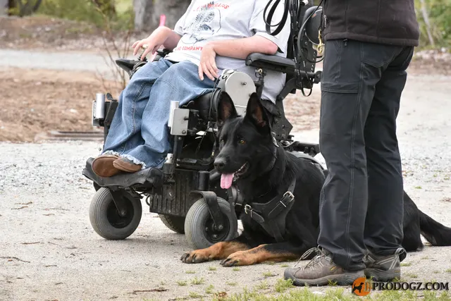 Kyle Krotter Schutzhund seminar on April 14, 2018 — a black working dog engaged with its handler on the seminar field — photo 22