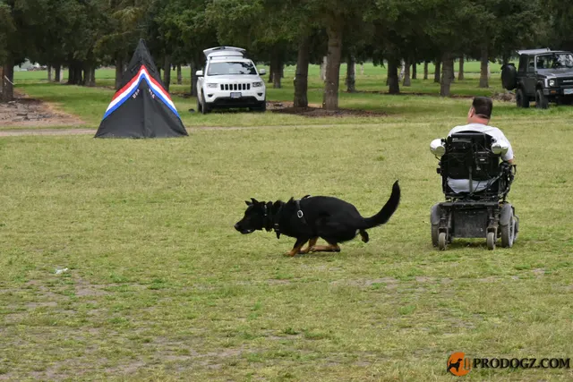 Kyle Krotter Schutzhund seminar on April 14, 2018 — a black working dog running back across the field during a recall exercise — photo 24