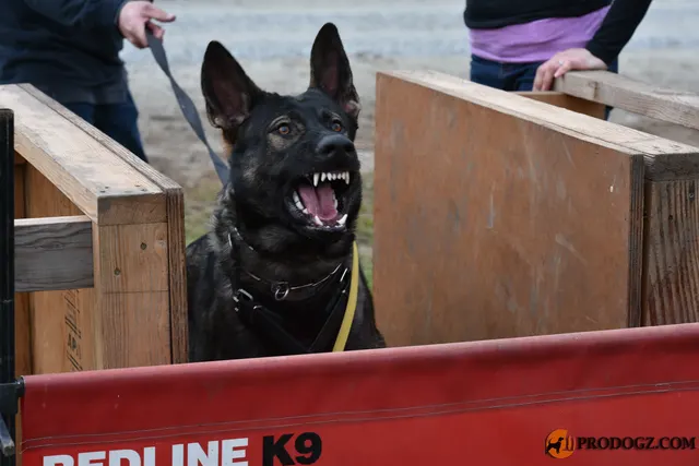 Kyle Krotter Schutzhund seminar on April 14, 2018 — a black working dog barking behind a training barrier — photo 20