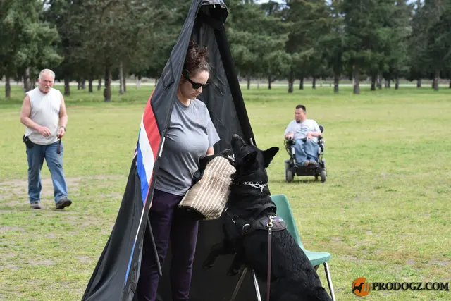 Kyle Krotter Schutzhund seminar on April 14, 2018 — a working dog entering the blind while the helper is positioned inside — photo 02