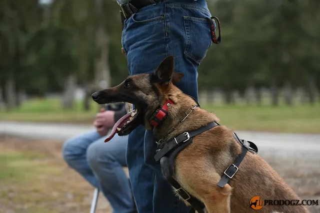 Kyle Krotter Schutzhund seminar on April 14, 2018 — a close view of a working dog maintaining a full sleeve grip — photo 13