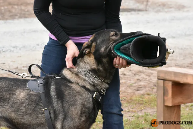 Kyle Krotter Schutzhund seminar on April 14, 2018 — a close protection-work view of a dog gripping the sleeve — photo 21