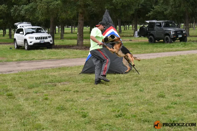 Kyle Krotter Schutzhund seminar on April 14, 2018 — a working dog driving toward the helper beside the blind — photo 32