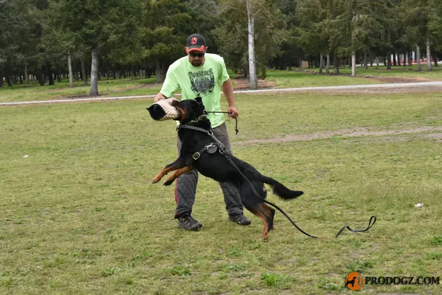 Kyle Krotter Schutzhund seminar on April 14, 2018 — a working dog lunging toward the helper under controlled handling — photo 36