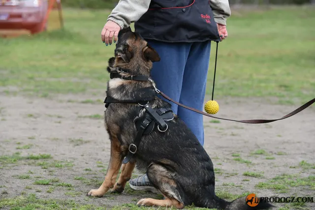 Kyle Krotter Schutzhund seminar on April 14, 2018 — a German Shepherd focused on a ball reward during training — photo 17