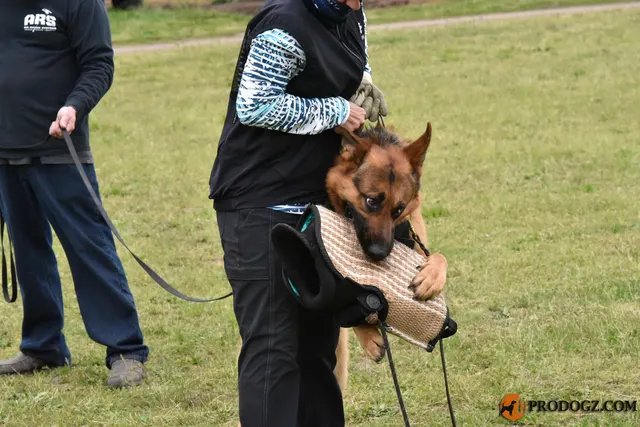 Kyle Krotter Schutzhund seminar on April 14, 2018 — a German Shepherd working under handler control on the field — photo 30