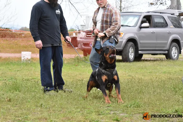 Kyle Krotter Schutzhund seminar on April 14, 2018 — a German Shepherd and handler setting position before the next exercise — photo 33