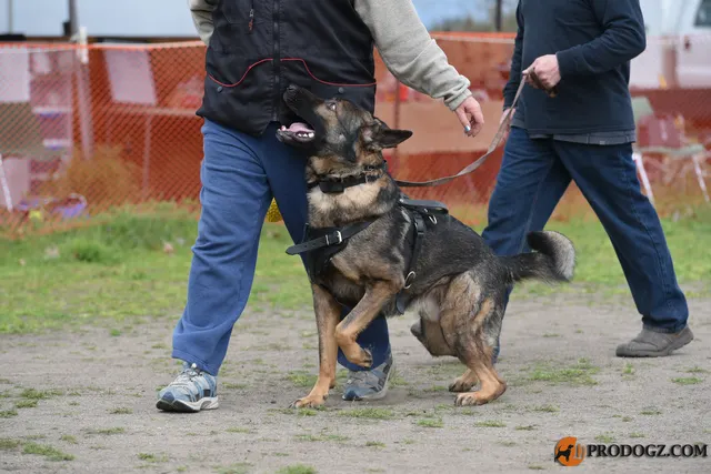 Kyle Krotter Schutzhund seminar on April 14, 2018 — reward-based engagement with a German Shepherd between exercises — photo 18