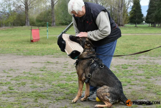 Kyle Krotter Schutzhund seminar on April 14, 2018 — a German Shepherd building engagement with a tug reward — photo 19
