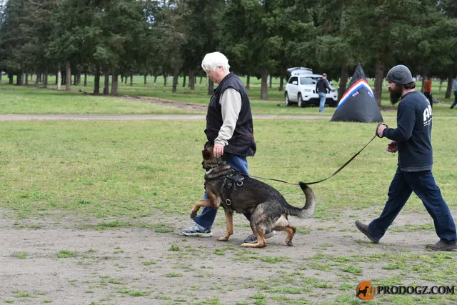 Kyle Krotter Schutzhund seminar on April 14, 2018 — a German Shepherd moving with its handler during an obedience transition — photo 15