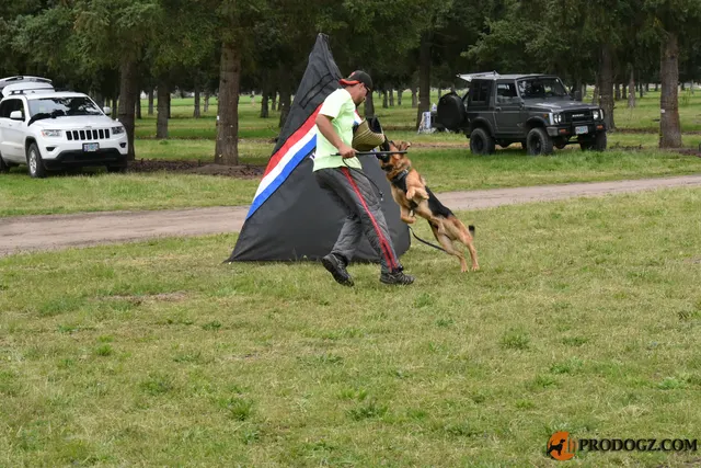 Kyle Krotter Schutzhund seminar on April 14, 2018 — helper movement around the blind during a protection exercise — photo 31