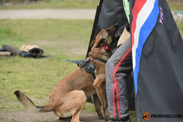Kyle Krotter Schutzhund seminar on April 14, 2018 — a Malinois gripping the sleeve beside the blind — photo 08