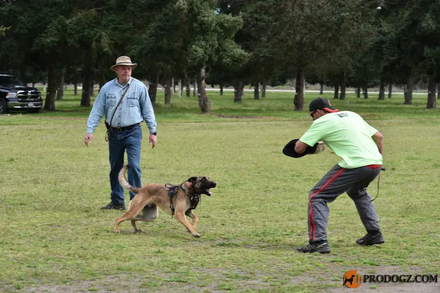 Kyle Krotter Schutzhund seminar on April 14, 2018 — a Malinois showing drive and engagement during field work — photo 14