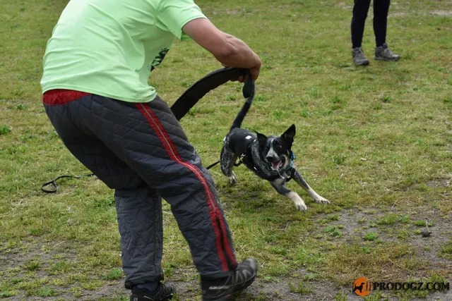 Kyle Krotter Schutzhund seminar on April 14, 2018 — a Malinois driving forward toward the helper during protection work — photo 05