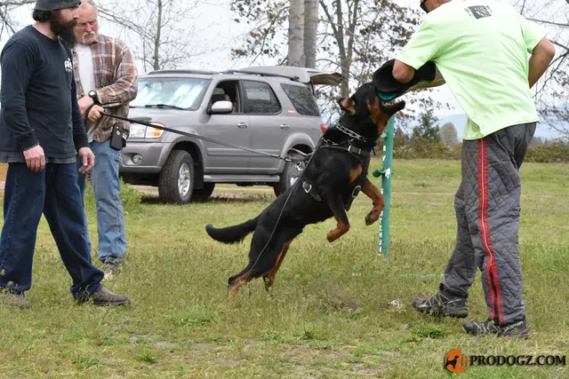 Kyle Krotter Schutzhund seminar on April 14, 2018 — a Malinois gripping the bite sleeve during protection work — photo 34