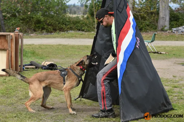 Kyle Krotter Schutzhund seminar on April 14, 2018 — a working dog completing a controlled protection bite at the blind — photo 09
