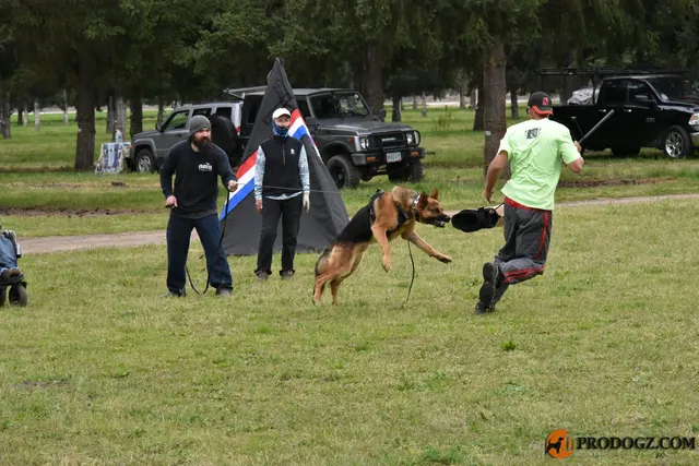 Kyle Krotter Schutzhund seminar on April 14, 2018 — a shepherd team preparing for a protection exercise at the blind — photo 28