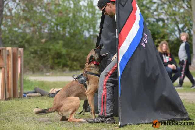 Kyle Krotter Schutzhund seminar on April 14, 2018 — a working dog maintaining a sleeve grip during a blind exercise — photo 10