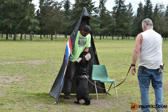 Kyle Krotter Schutzhund seminar on April 14, 2018 — a working dog concentrating on the helper during blind work — photo 03