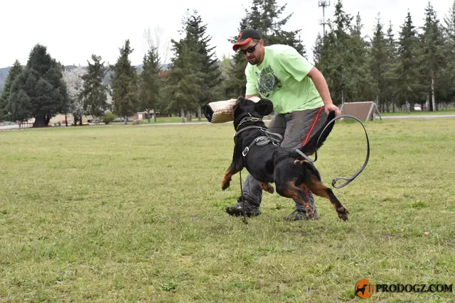 Kyle Krotter Schutzhund seminar on April 14, 2018 — line control during a working-dog protection exercise — photo 35