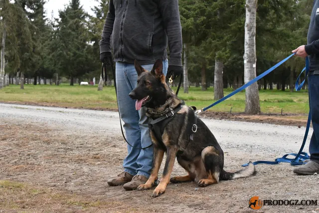 Kyle Krotter Schutzhund seminar on April 14, 2018 — a working dog maintaining handler attention between protection exercises — photo 37