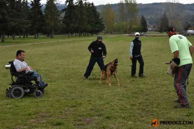 Kyle Krotter Schutzhund seminar on April 14, 2018 — a working dog maintaining a grip during controlled protection work — photo 29