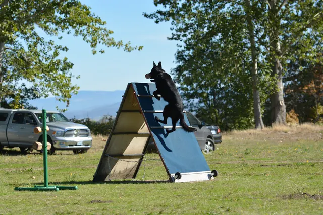 October 5–6, 2013 RVSC Affiliation Trial on October 5–6, 2013 — officials, handlers and club members gathered around the trial field — photo 50