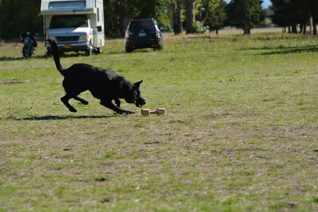 October 5–6, 2013 RVSC Affiliation Trial on October 5–6, 2013 — a working dog completing a scored field exercise near RVSC trial equipment — photo 48