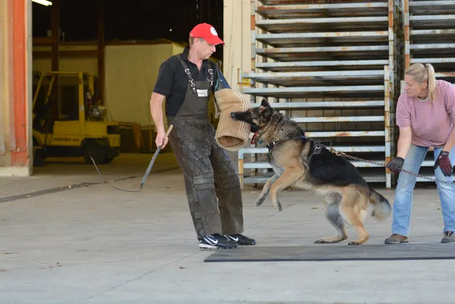 October 5–6, 2013 RVSC Affiliation Trial on October 5–6, 2013 — a working dog maintaining a committed grip during the protection phase — photo 59
