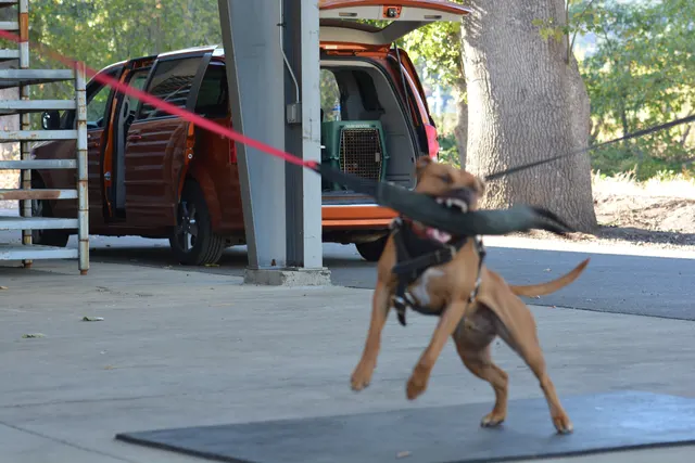 October 5–6, 2013 RVSC Affiliation Trial on October 5–6, 2013 — a working dog maintaining a committed grip during the protection phase — photo 64