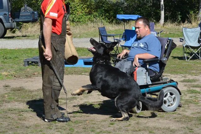 October 5–6, 2013 RVSC Affiliation Trial on October 5–6, 2013 — a working dog maintaining a committed grip during the protection phase — photo 69