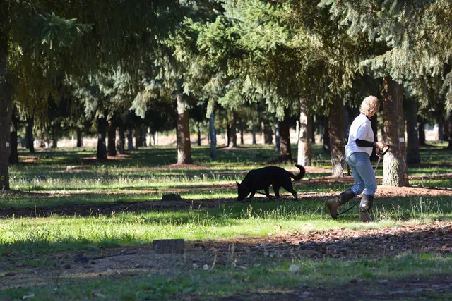 October 5–6, 2013 RVSC Affiliation Trial on October 5–6, 2013 — a handler maintaining control and attention with a working dog on the trial field — photo 37