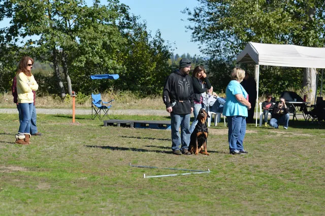 October 5–6, 2013 RVSC Affiliation Trial on October 5–6, 2013 — a handler maintaining control and attention with a working dog on the trial field — photo 47