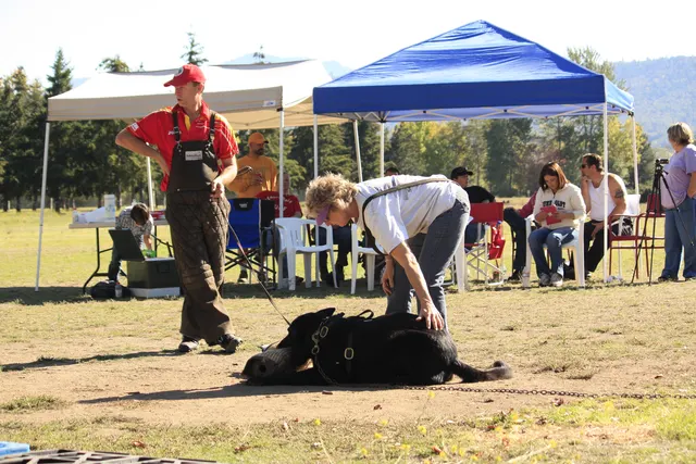 October 5–6, 2013 RVSC Affiliation Trial on October 5–6, 2013 — a helper and working dog during a controlled protection exercise — photo 04