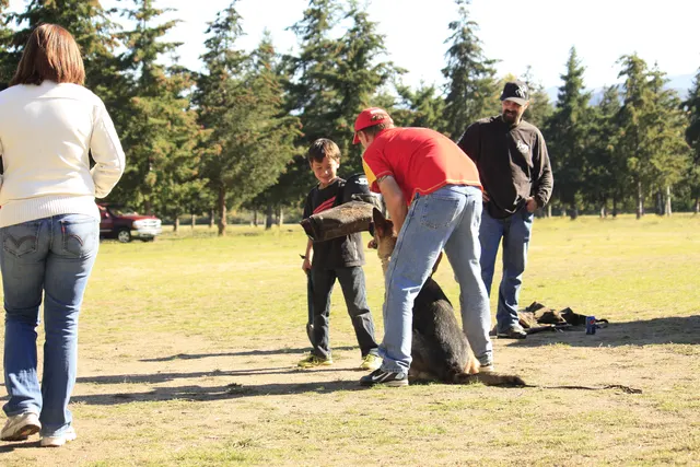 October 5–6, 2013 RVSC Affiliation Trial on October 5–6, 2013 — a helper and working dog during a controlled protection exercise — photo 10