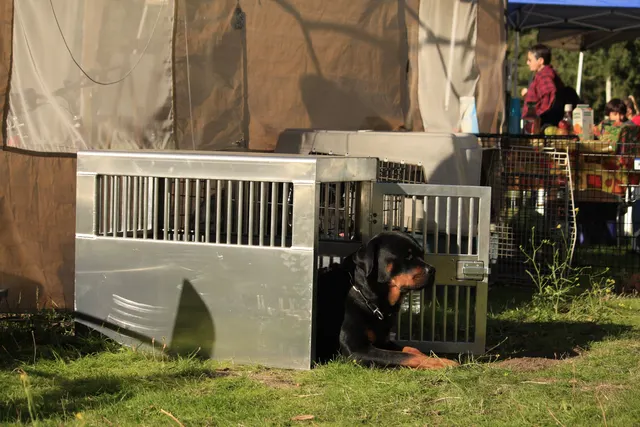 October 5–6, 2013 RVSC Affiliation Trial on October 5–6, 2013 — a helper and working dog during a controlled protection exercise — photo 16