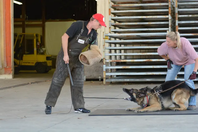 October 5–6, 2013 RVSC Affiliation Trial on October 5–6, 2013 — a helper working a dog through a formal protection routine — photo 60