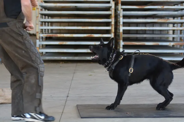 October 5–6, 2013 RVSC Affiliation Trial on October 5–6, 2013 — a helper working a dog through a formal protection routine — photo 65