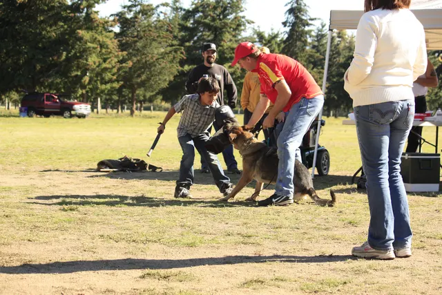 October 5–6, 2013 RVSC Affiliation Trial on October 5–6, 2013 — a working dog and handler completing a formal trial exercise — photo 08