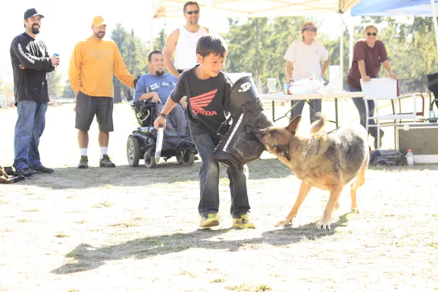 October 5–6, 2013 RVSC Affiliation Trial on October 5–6, 2013 — a working dog and handler completing a formal trial exercise — photo 14
