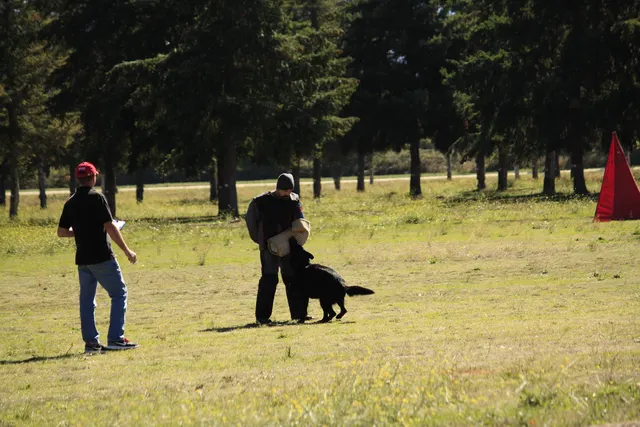 October 5–6, 2013 RVSC Affiliation Trial on October 5–6, 2013 — a working dog and handler completing a formal trial exercise — photo 32