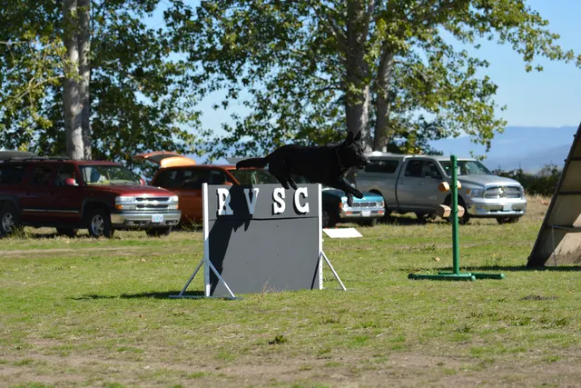 October 5–6, 2013 RVSC Affiliation Trial on October 5–6, 2013 — a dog-and-handler team moving through an obedience portion of the affiliation trial — photo 49